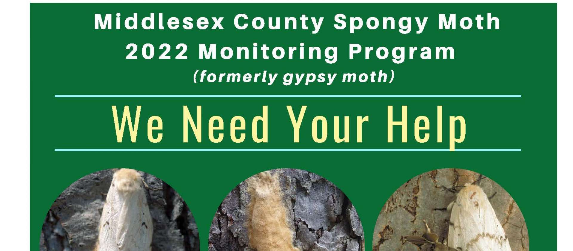 Poster with pictures of growth stages of Gypsy Moth