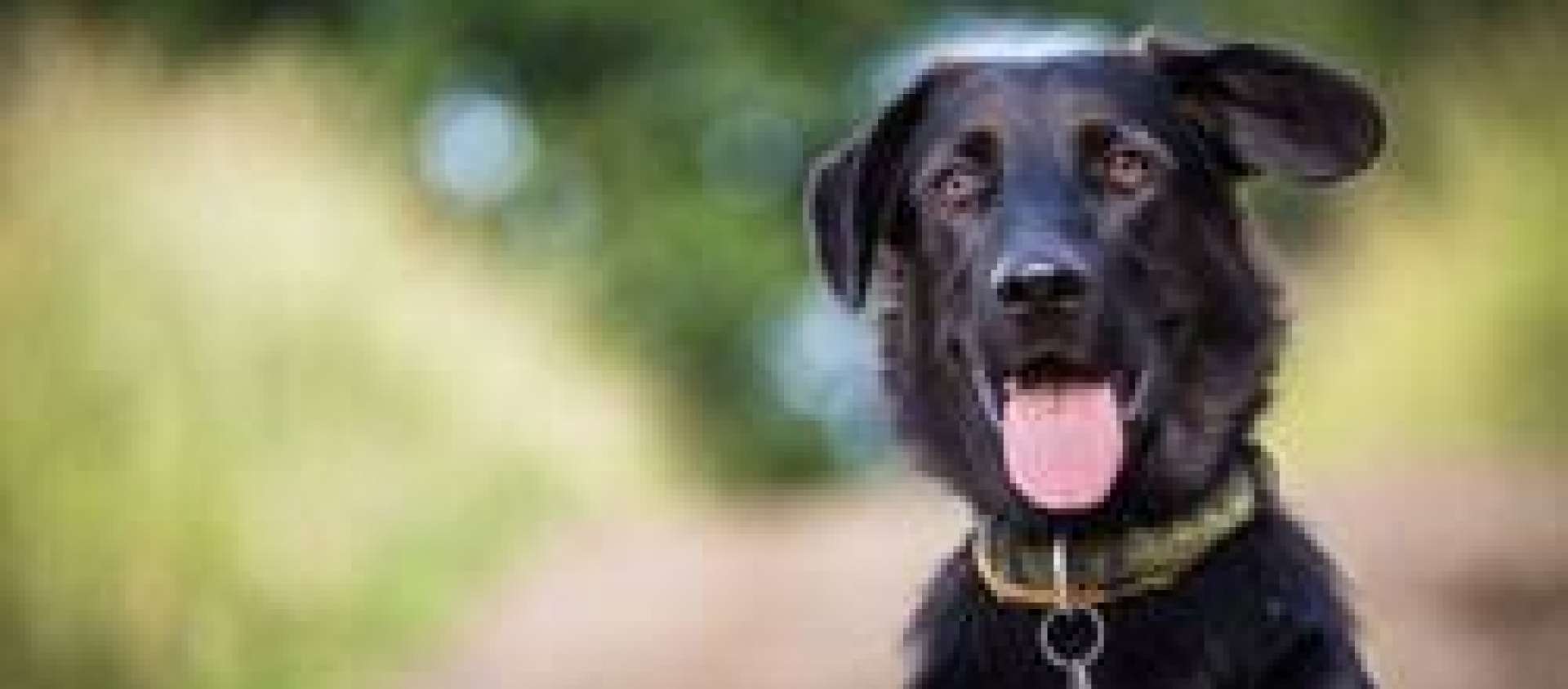 Picture of a black dog