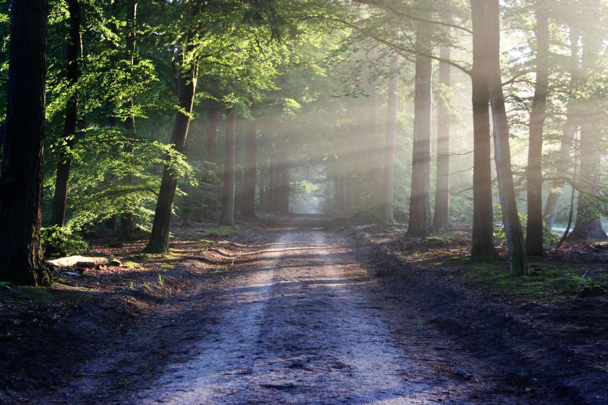 Misty country road in the early morning