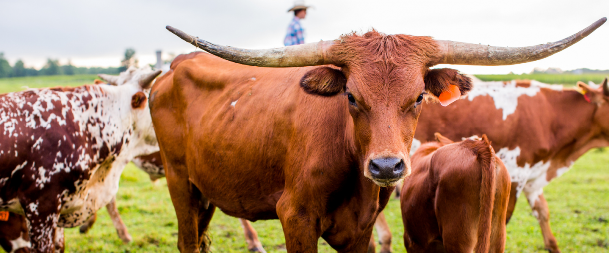 Longhorn Bull in field