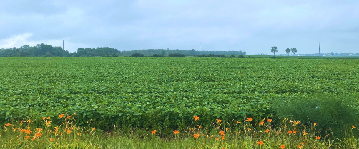 Field Landscape
