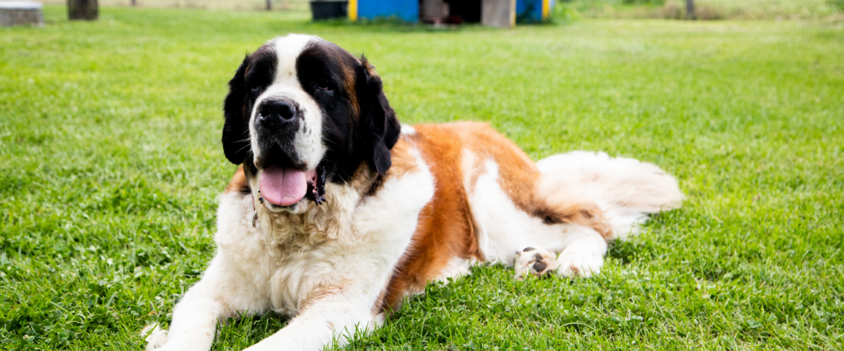 Dog lying on grass
